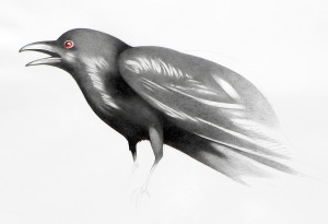 black crow